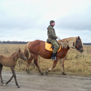 Фото от владельца Royal Horse, конный клуб