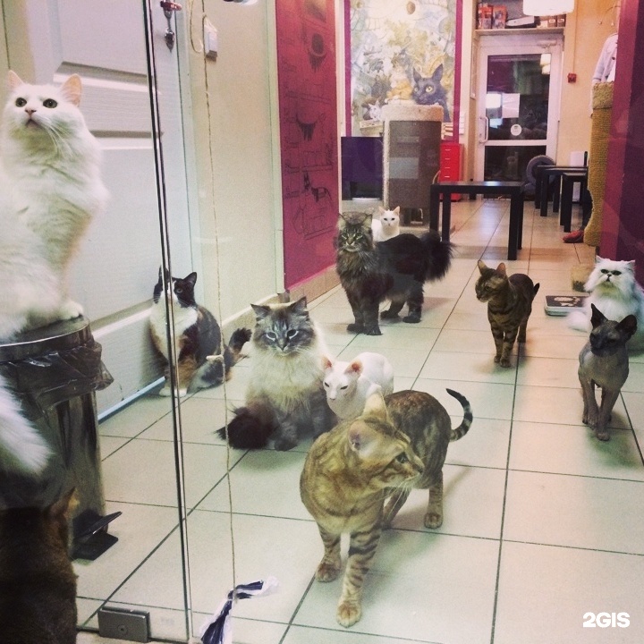 Республика кошек санкт петербург
