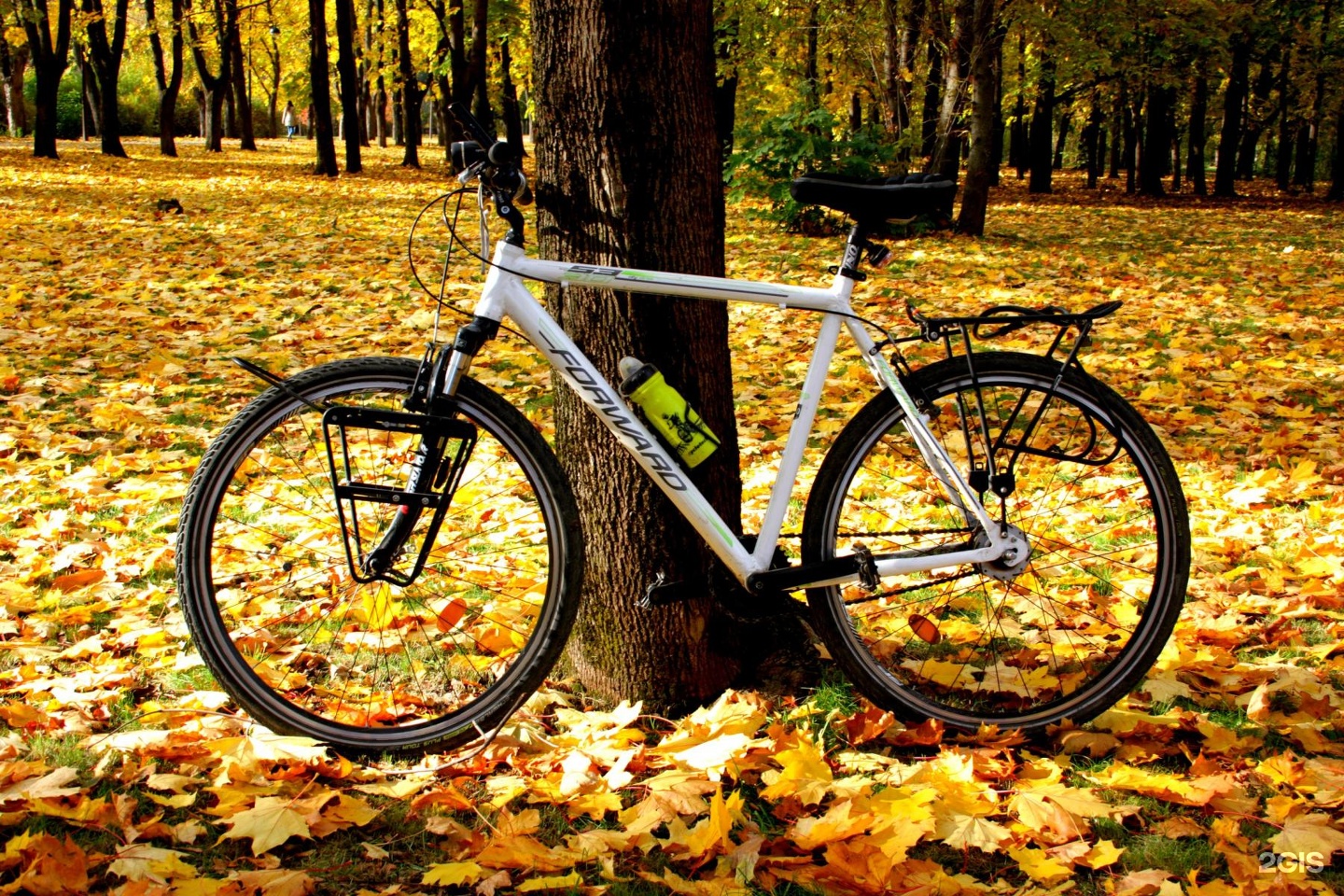Магазин вперед велосипеды. Велосипед forward. Bear Bike Saint Petersburg