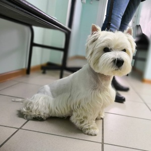 Фото от владельца Doctor Pets, ветеринарная клиника