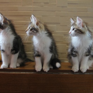 Фото от владельца ЛуКошкино, питомник мейнкунов и норвежских лесных кошек