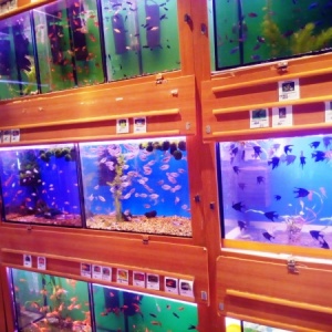 Фото от владельца Твой аквариум, магазин аквариумистики