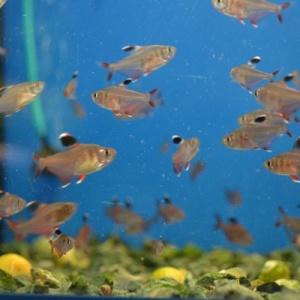 Фото от владельца РИФ, аквариумный салон