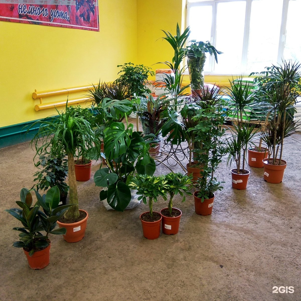 Купить Комнатные Растения Ставрополь