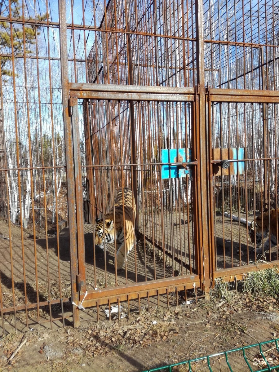 зоопарк амодово в чите