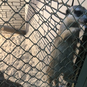 Фото от владельца Живая экзотика, контактный мини-зоопарк