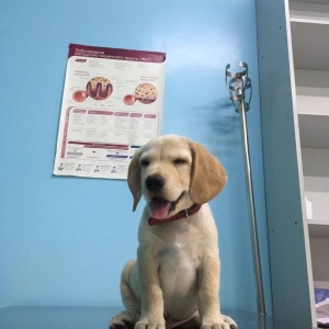Фото от владельца Dog premium, ветеринарная клиника
