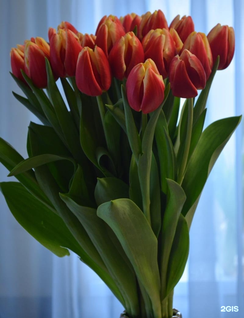 Тюльпаны купить в новосибирске недорого. Тюльпан ЛВДМ. Тюльпан Пако. Henny van der most тюльпан.