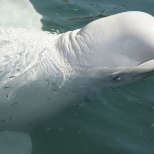 Фото от владельца Анапский дельфинарий на Большом Утрише
