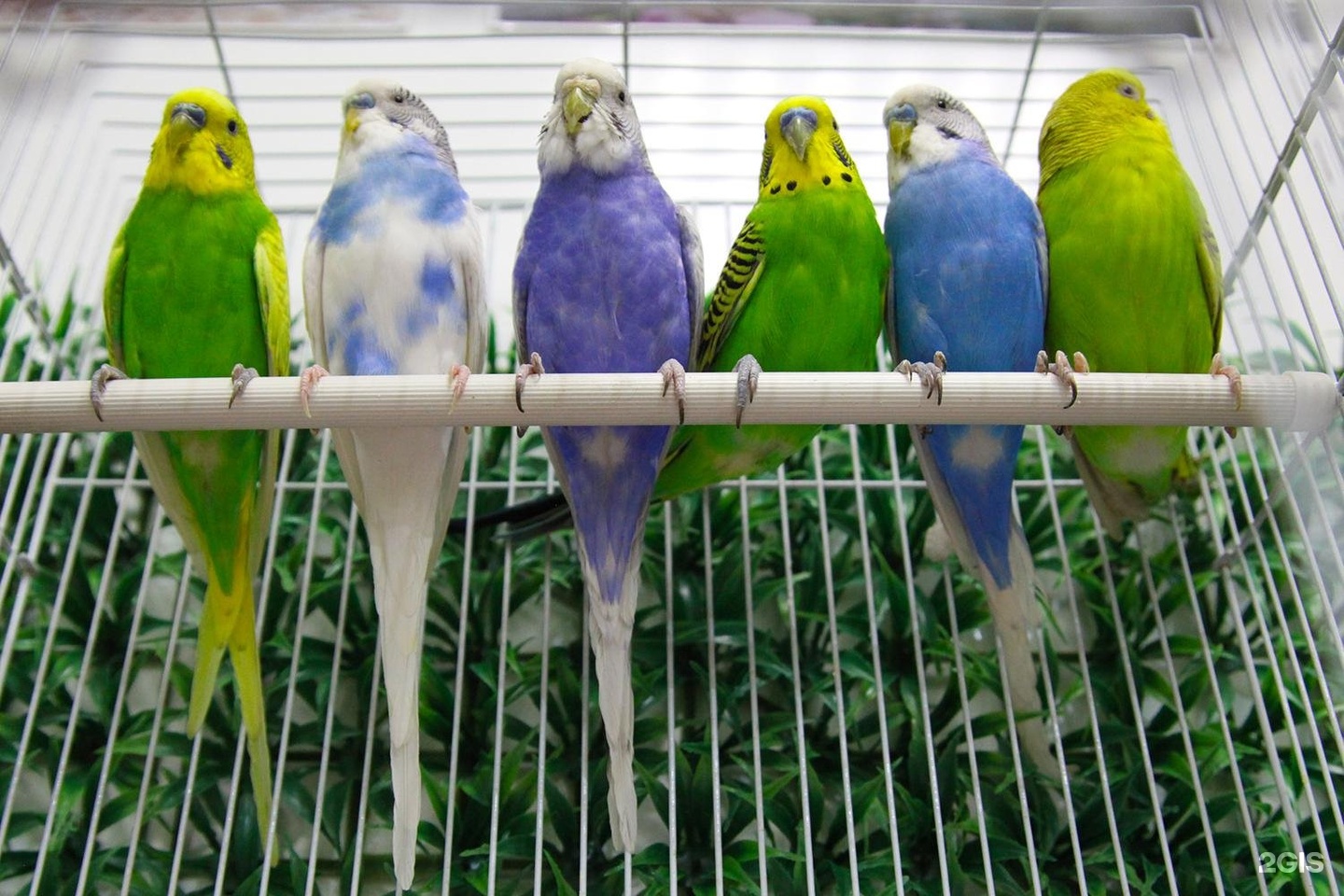 Купить среднего попугая. Попугаи домашние. Попугаи в зоомагазине. Красивые домашние попугаи. Попугай в квартире.