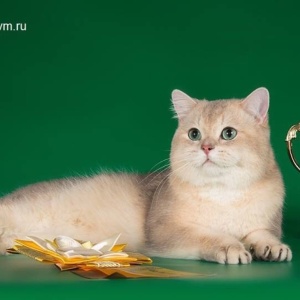 Фото от владельца Groom, школа-студия груминга