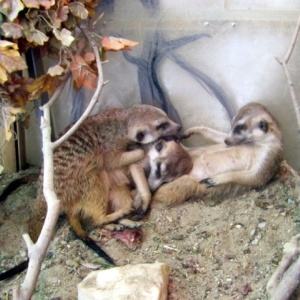 Фото от владельца Екатеринбургский зоопарк