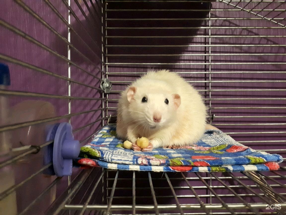 Центр для животных юна в подольске. Екатеринбург ул белинского 112. Центр реабилитации животных. Ургау центр реабилитации животных. Юна приют для животных подольск.