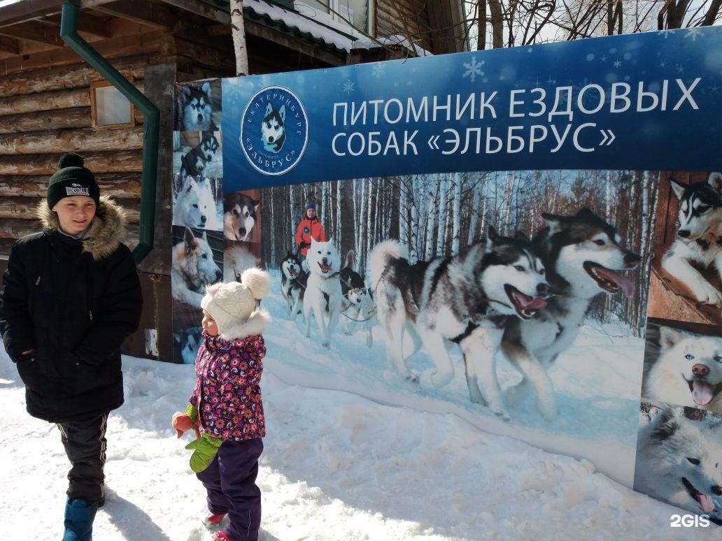 Питомник екатеринбург собаки. Хаски парк Эльбрус Екатеринбург. Питомник хаски Екатеринбург Эльбрус. Питомник ездовых собак Эльбрус. Эльбрус питомник ездовых собак Екатеринбург.