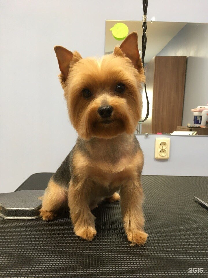 Груминг екатеринбург. Грумер псков. Шишон порода собака. Грумер псков. Стрижка йорка до и после.