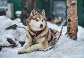 Глэмпинг Экостровская в Апатиты