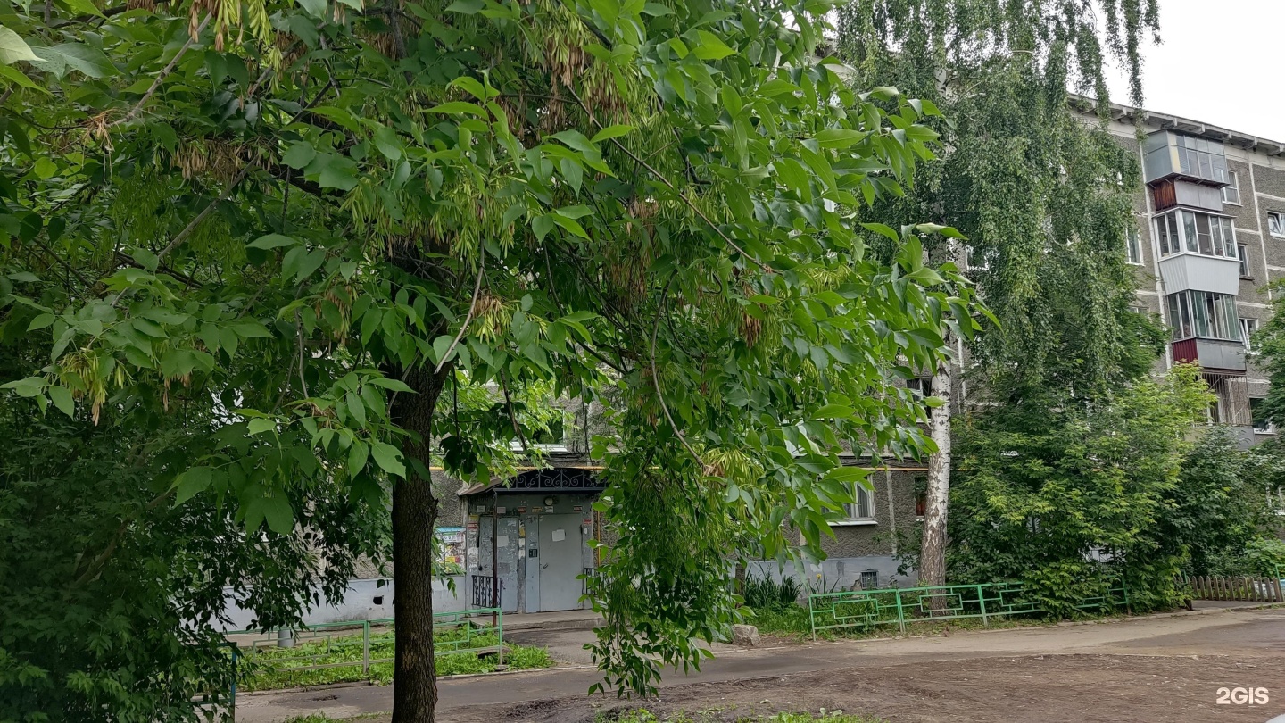 Сибиряков 51