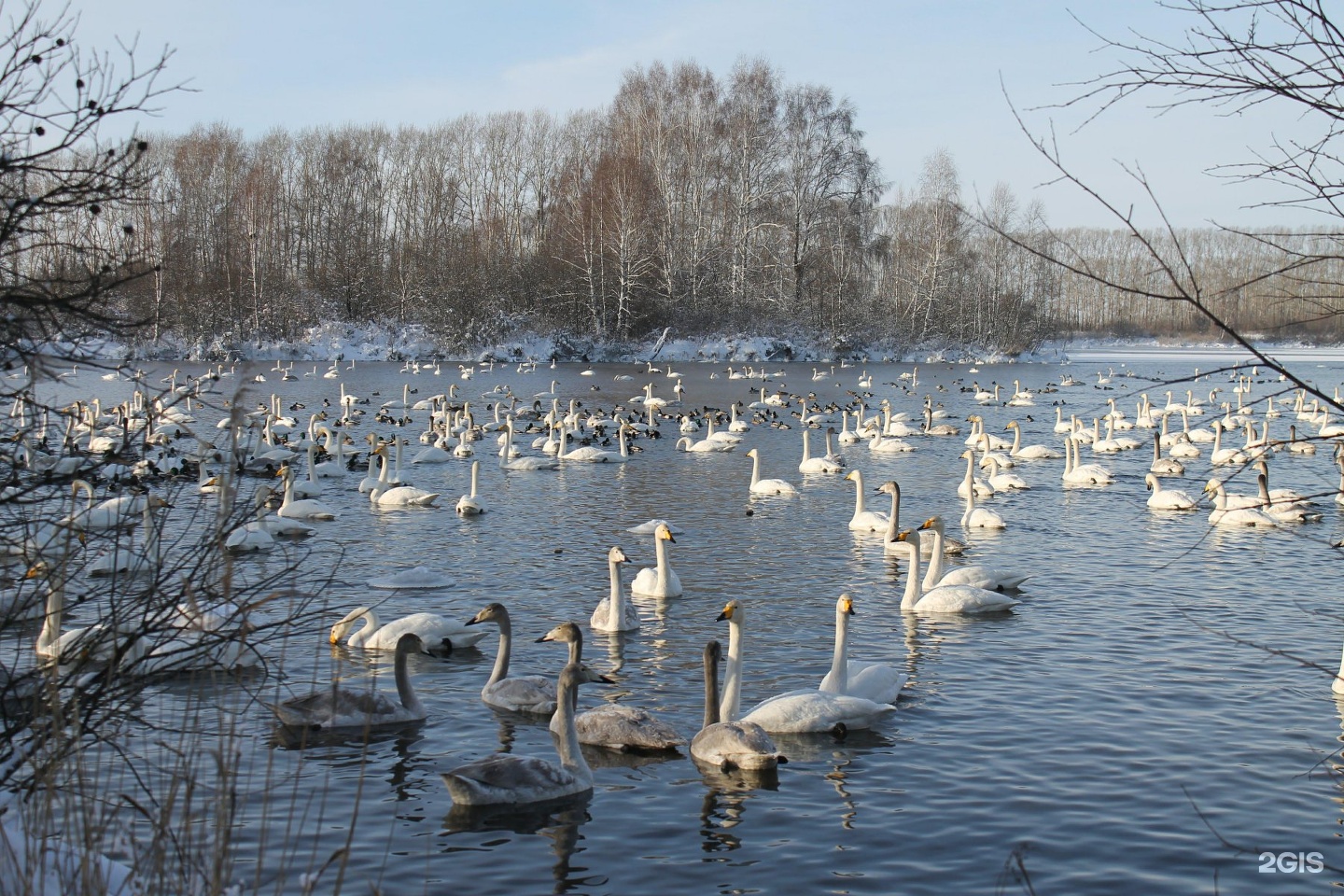 Лебединое озеро киров. Лебединое озеро Сосновское Нижегородской области. Лебединое озеро Шувакиш. Лебединое озеро сухой Лог. Лебединое озеро в Башкирии.