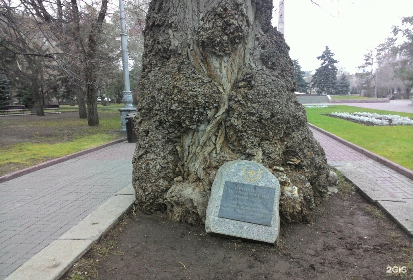 тополь на площади павших борцов