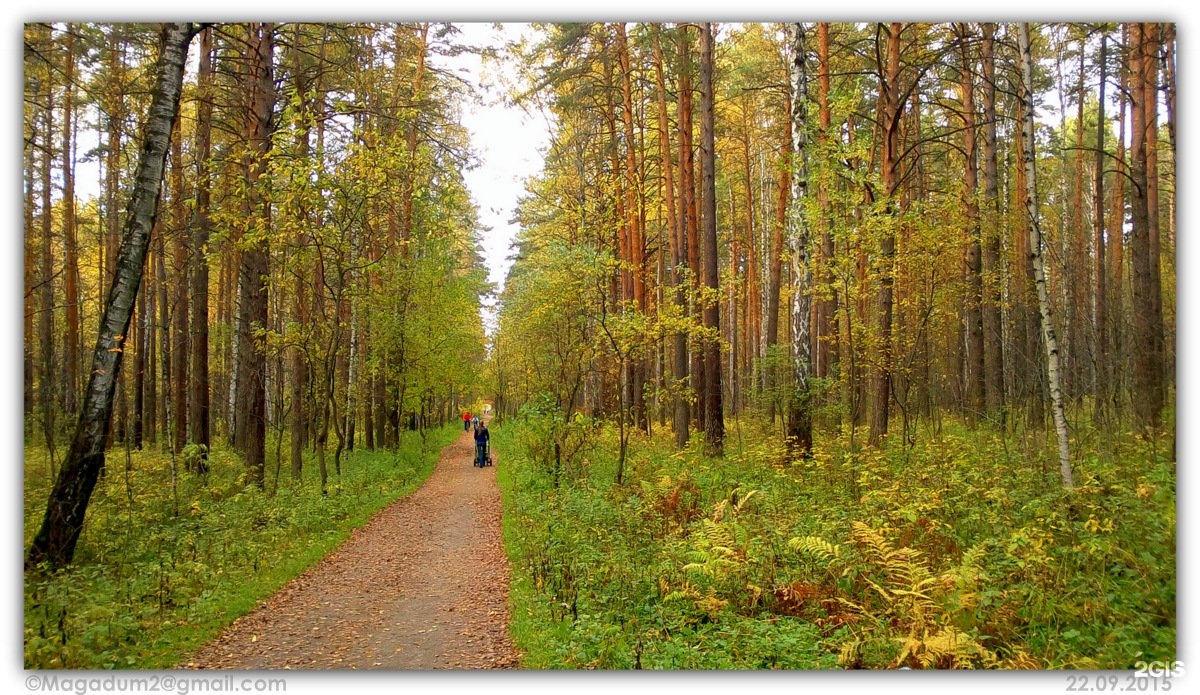 Екатеринбург лес. Юго-Западный лесопарк. Юго Западный парк Екатеринбург. Московский лесопарк Екатеринбург. Юго Западный лесопарк ЕКБ.