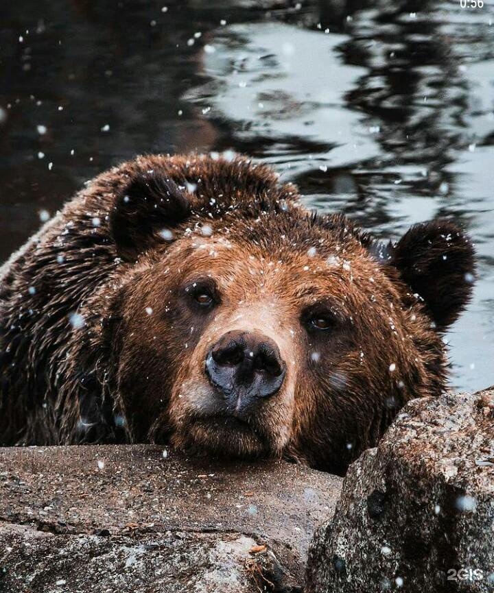 Алтай мебель алтай командор