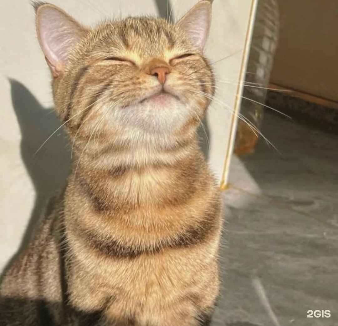 Емізіктерді сауу