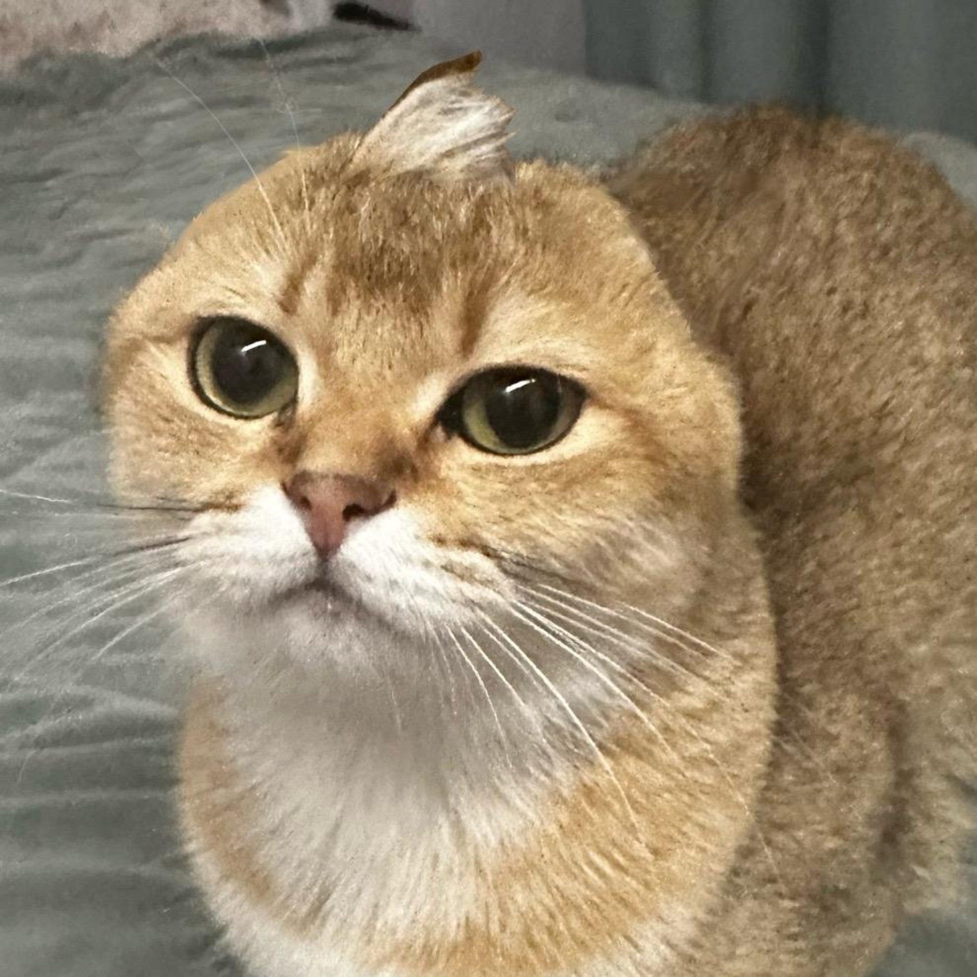 Бассейннің жанында аққұбамен секс туралы порно видео