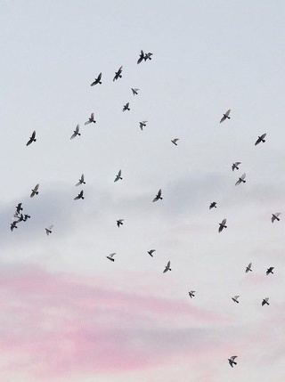 pajaros volando tumblr