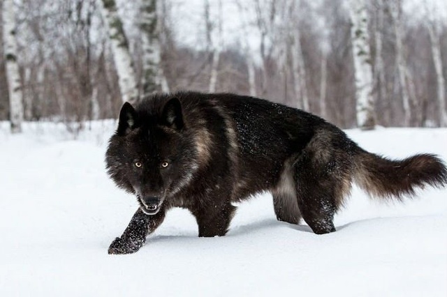 largest wolf ever recorded