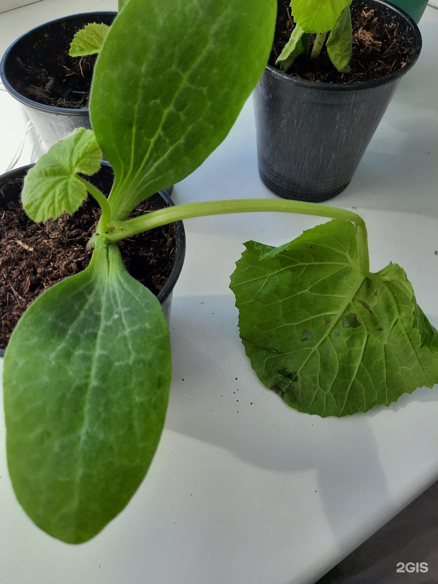 агрос новосибирск