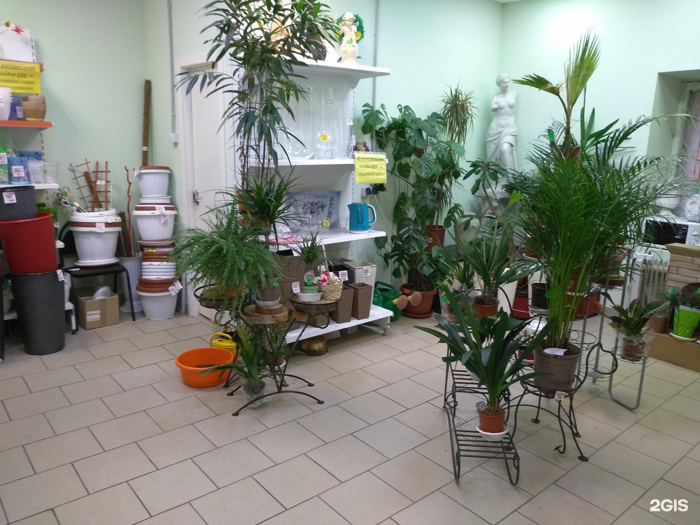 цветочные на проспекте победы. цветофор сыктывкар. магазин цветов цветофор оренбург. октябрьский проспект 122 сыктывкар. ассольагрэй салон сыктывкар эмблема.