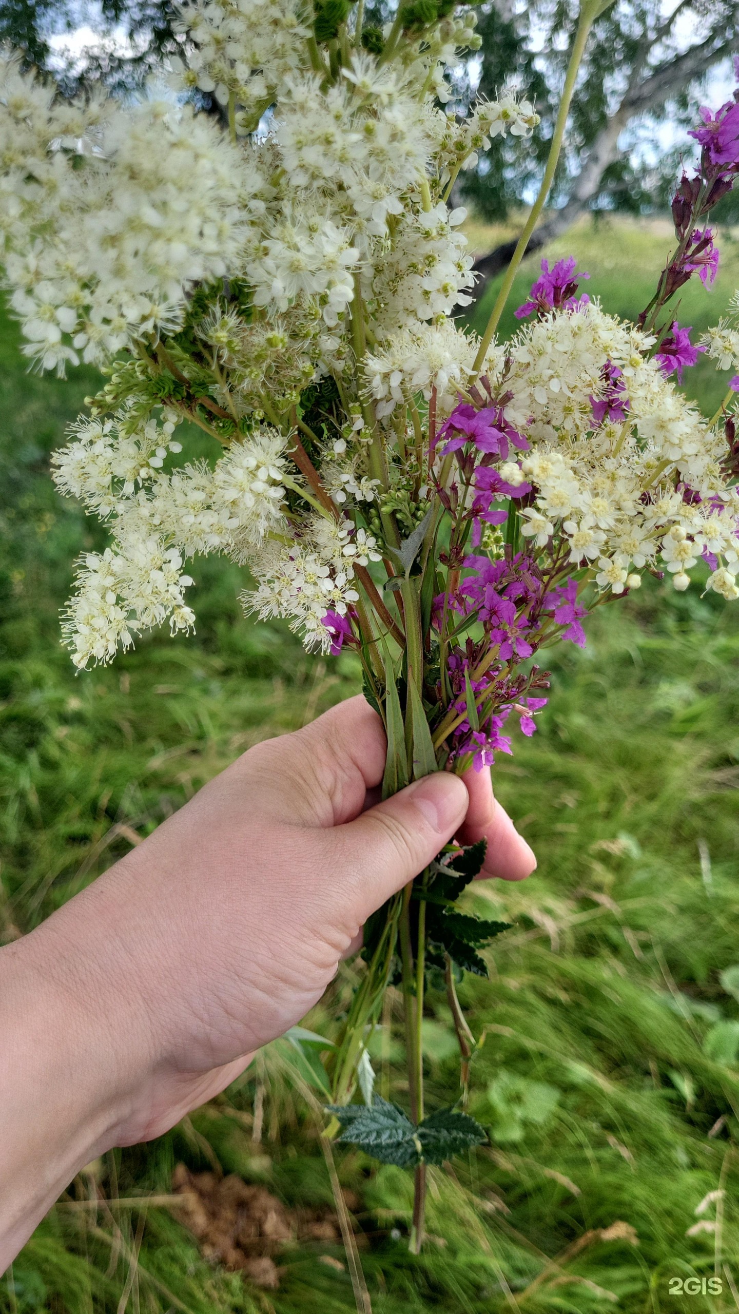 Алтын бу