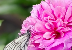 Коттедж Цветы Алтая в Республике Алтай