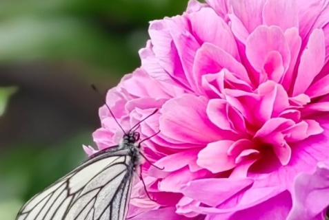 Чемал: Коттедж Цветы Алтая