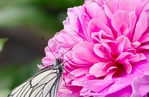 с. Чемал: Коттедж Цветы Алтая