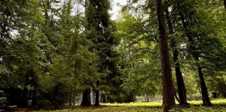 Сергейково: Коттедж Дом и Елки