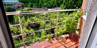 Нижнее Учдере: Гостевой дом Каролина